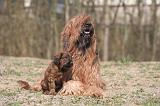 BRIARD 182